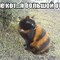 кошка-кэт