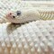 White Snake