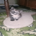 Ник_1054318