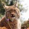 Sly LYNX