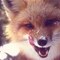 Fox1
