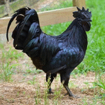 Eleonor76