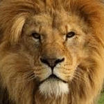 leosem
